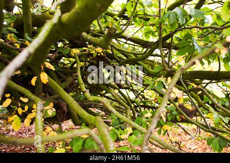 Bois de terre en mousse. Troncs d'arbre moussy. Tronc d'arbre vert mousse. Tronc d'arbre moussy au sol Banque D'Images