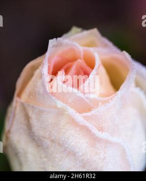 Libre d'une rose rose couverts par matin givre Banque D'Images