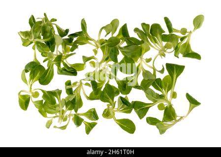 Salade de feuilles de valériane, salade de maïs, laitue d'agneau isolée sur fond blanc dans la vue de dessus Banque D'Images