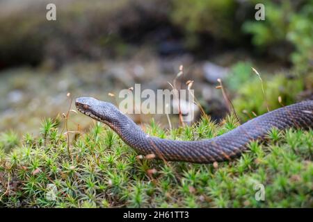 Kreuzotter, Vipera berus, additionneur européen commun Banque D'Images