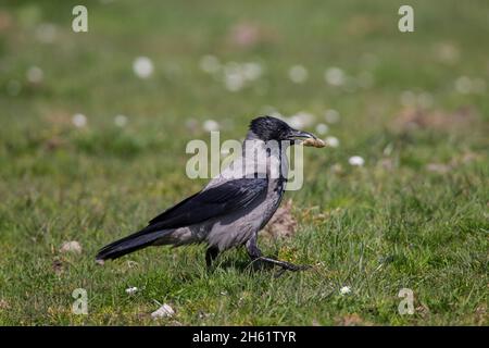 Nebelkraehe, Corvus corone, carrion crow Banque D'Images