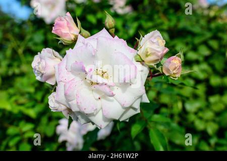 Bush avec de nombreuses roses blanches délicates en pleine fleur et des feuilles vertes dans un jardin dans un beau jour d'été, magnifique extérieur floral fond photographié Banque D'Images