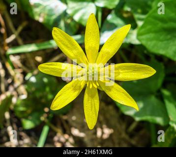 Les pétales jaunes d'une fleur sauvage de la petite Celandine (Ficaria verna), Angleterre, Royaume-Uni Banque D'Images