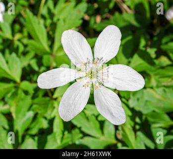 Gros plan d'une fleur d'anémone en bois blanc, Angleterre, Royaume-Uni Banque D'Images