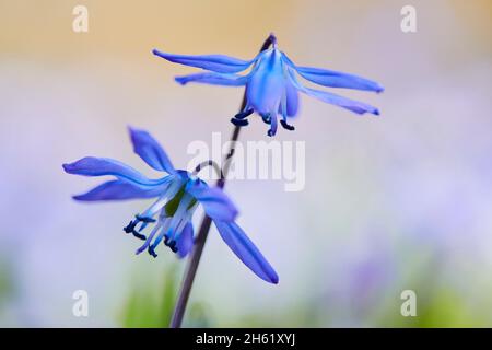 sibérien de sibérie (scilla siberica),fleurs,floraison,bavière,allemagne Banque D'Images