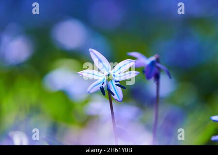 sibérien de sibérie (scilla siberica),fleurs,floraison,bavière,allemagne Banque D'Images