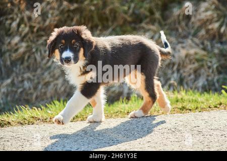 chien mixte, berger australien, golden retriever, chiot, en déplacement, debout, regardant l'appareil photo Banque D'Images