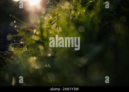 allemagne,teutoburg forêt,großer et kleiner freeden,osnabrücker terre,herbe,rosée Banque D'Images