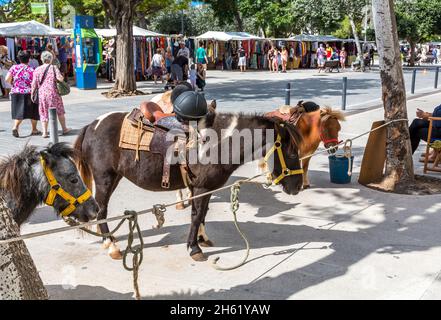 chevaux au marché hebdomadaire dans le centre de mahon,mahon,maó,minorque,iles baléares,espagne,méditerranée,europe Banque D'Images