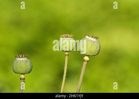 graines de pavot (papaver), gousses de graines Banque D'Images