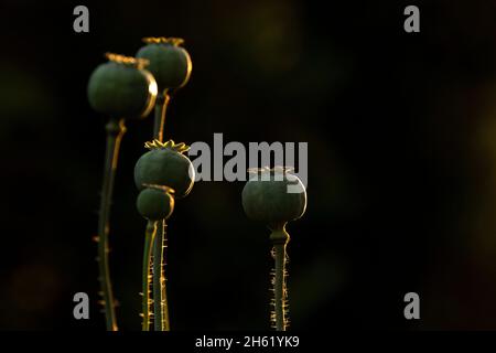 graines de pavot (papaver), gousses de graines brillent dans la lumière du soir, rétro-éclairage Banque D'Images