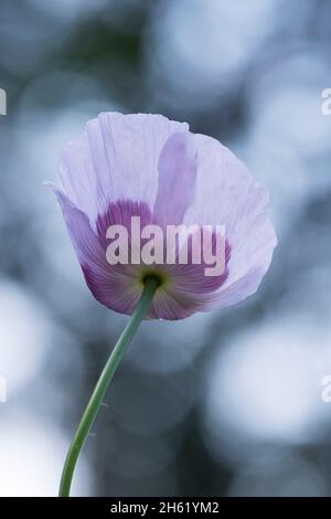 délicat fleur de pavot pourpre (papaver) Banque D'Images