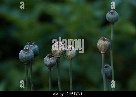 graines de pavot (papaver), gousses de graines Banque D'Images