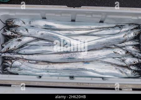 poisson frais dans le port de heping Banque D'Images