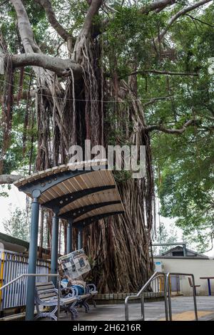 lecteur de journaux à l'arrêt de bus et arbre géant, village de pêche traditionnel tai o, lantau Banque D'Images