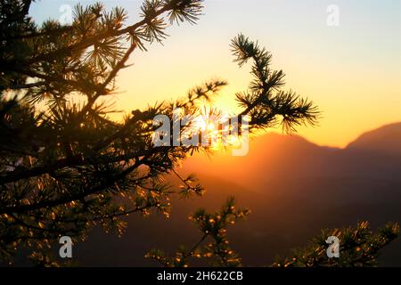 branches de mélèze dans le contre-jour, larix, coucher de soleil, photographiés à la cabane mittenwalder sur le karwendel, mittenwald, haute-bavière, vallée de l'isar, bavière, allemagne, europe Banque D'Images