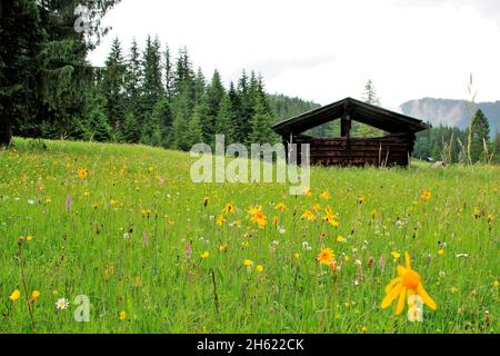 prairie à fleurs avec arnica (arnica montana), pâquerettes (leucanthemum), butterbutter (ranunculus), trèfle de prairie et beaucoup d'autres fleurs sur les prés à bosse près d'elmau,allemagne,bavière,haute-bavière,werdenfelser land,foin grange,estergebirge en arrière-plan Banque D'Images