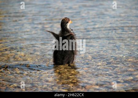 un jeune cuist (fulica atra) secoue les ailes,schliersee,allemagne,haute-bavière,bavière, Banque D'Images