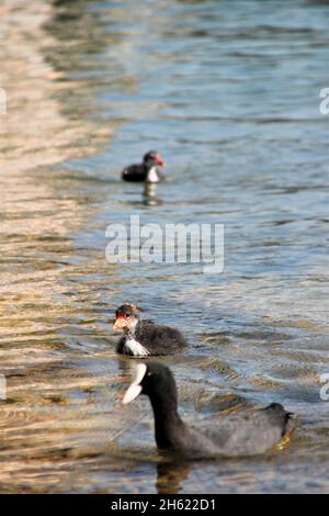 un coot (fulica atra) nage avec ses poussins,jeune,schliersee,allemagne,haute-bavière,bavière Banque D'Images