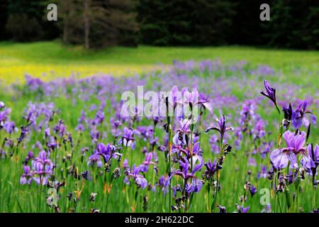 iris sibérien,iris sibirica,iris sibérien poussant sur le bord d'un pré humide,alpenwelt karwendel,mittenwald,allemagne,bavière,haute-bavière Banque D'Images