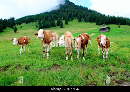 autriche,tyrol,gnadenwald,aulne alm,vue,karwendel,montagnes,alpes,paysage de montagne,sommet,chaîne de montagnes,prairie,prairie,prairie,prairie,prairie,fleurs,vaches,jeunes bovins,race: bétail simmental Banque D'Images