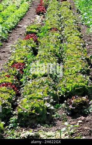 autriche,tyrol,absam europe,potager,persil,culture,prairies,champs,saison,été, Banque D'Images