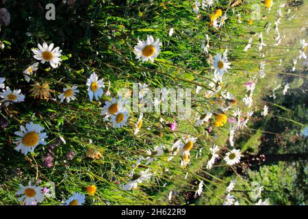 prairie de montagne avec des pâquerettes (asteraceae) pendant la randonnée jusqu'au sommet du kampenwand (1669 m) dans chiemgau, alpes de chiemgau, près d'aschau, haute-bavière, bavière, sud de l'allemagne, allemagne Banque D'Images