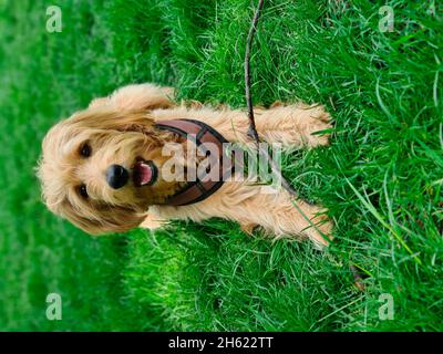 jeune chien dans la prairie (mini-traîneau à chiens) Banque D'Images