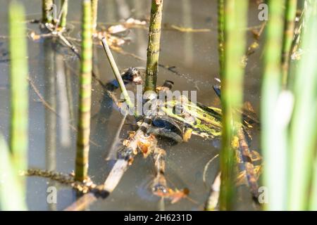 europe,allemagne,bade-wurtemberg,région de schönbuch,steinenbronn,grenouille d'étang dans un étang dans la forêt Banque D'Images