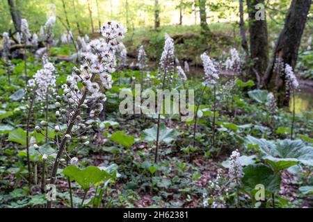 europe,allemagne,bade-wurtemberg,région de schönbuch,parc naturel de schönbuch,bebenhausen,butterbur commun à goldersbach Banque D'Images