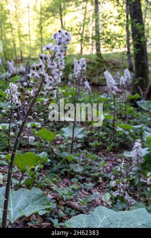 europe,allemagne,bade-wurtemberg,région de schönbuch,parc naturel de schönbuch,bebenhausen,butterbur commun à goldersbach Banque D'Images