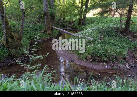 europe,allemagne,bade-wurtemberg,région de schönbuch,parc naturel de schönbuch,bebenhausen,goldersbach dans le goldersbachtal Banque D'Images