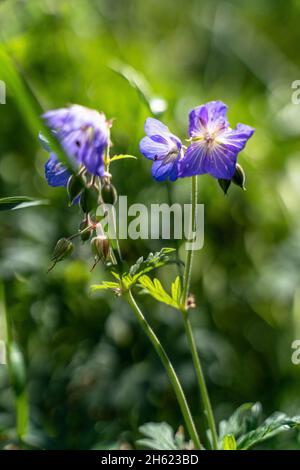 europe,allemagne,bade-wurtemberg,région de schönbuch,waldenbuch,pré cranesbill dans le parc naturel de schönbuch Banque D'Images