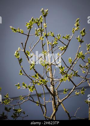 les lilas peuvent se présenter devant le mur de la maison Banque D'Images