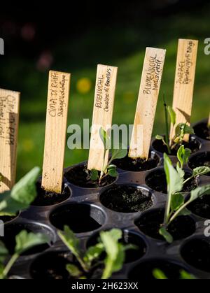 pots de culture avec diverses plantes Banque D'Images