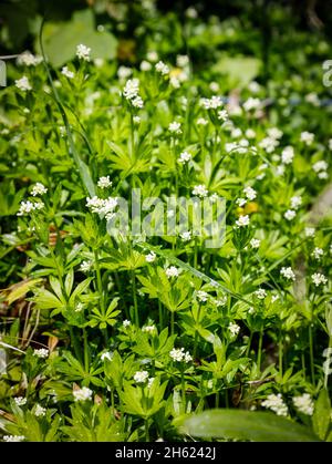 woodruff avec fleurs en mai Banque D'Images