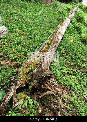 un tronc d'arbre pourri est repris dans la forêt humide de montagne Banque D'Images