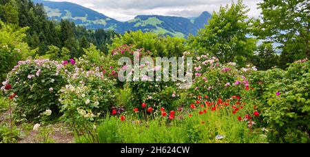 jardin de roses dans une ferme de montagne dans le quartier de zimmermoos dans la région de brixlegg, tyrol Banque D'Images