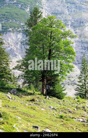 autriche,tyrol,klein christen,samertal sur le chemin de pfeishütte,montagnes,alpes,karwendel montagnes,paysage de montagne,idyll,hêtres,hêtres,hêtres,siège de chasse,siège haut,atmosphérique,été,rochers,tourisme,nature,arbres Banque D'Images