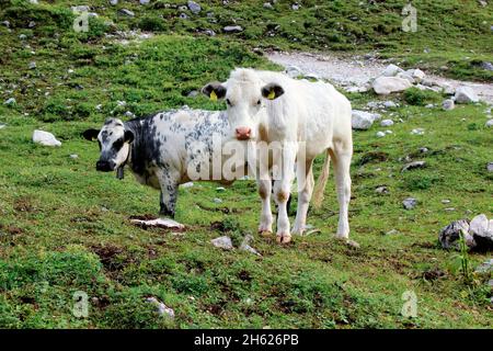 autriche,tyrol,klein christen,samertal sur le chemin de pfeishütte,montagnes,alpes,karwendel montagnes,paysage de montagne,idyll,vaches,jeunes vaches,vache,troupeau de vaches,atmosphère,été,rochers,tourisme,nature,arbres Banque D'Images