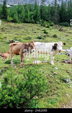 autriche,tyrol,klein christen,samertal sur le chemin de pfeishütte,montagnes,alpes,karwendel montagnes,paysage de montagne,idyll,vaches,jeunes vaches,vache,troupeau de vaches,atmosphère,été,rochers,tourisme,nature,arbres Banque D'Images