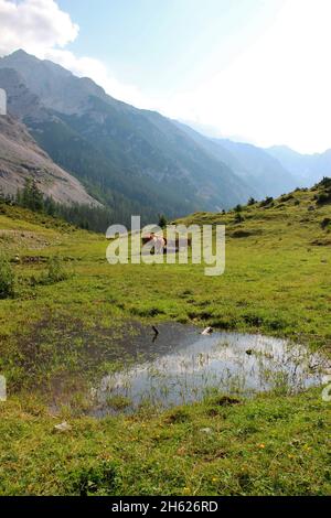 autriche,tyrol,klein christen,samertal sur le chemin de pfeishütte,montagnes,alpes,karwendel montagnes,paysage de montagne,idylles,vaches,race: bétail brun tyrolien et simmental,jeunes vaches,vache,troupeau de vaches,atmosphérique,été,ciel,rochers,tourisme,nature,arbres Banque D'Images