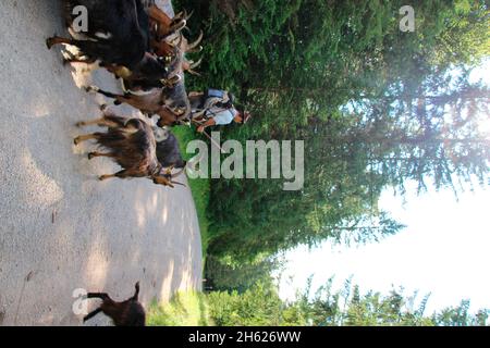 troupeau de chèvres bergers lors de la germination,abtrieb,almabtrieb,montagne,bord de la forêt,allemagne,bavière,haute-bavière,mittenwald,vallée d'isar,alpenwelt karwendel Banque D'Images