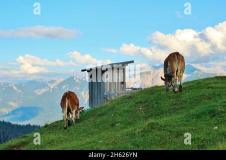 randonnée au krüner alm, bêtes simmental broutage devant le bloc de toilettes, vaches de derrière, coucher de soleil, karwendel, montagnes karwendel, europe, allemagne, bavière, haute-bavière, pays werdenfelser, alpenwelt karwendel, vallée d'isar, krün Banque D'Images