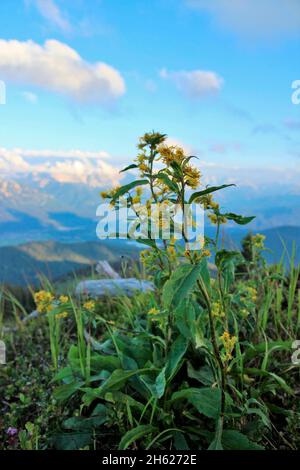 goldenrod,solidago virgaurea au sommet du klaffen 1829m,estergebirge,coucher du soleil,europe,allemagne,bavière,haute-bavière,werdenfelser land,alpenwelt karwendel,isar vallée,krün Banque D'Images