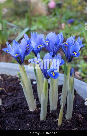 iris nain (iris reticulata) en bleu Banque D'Images