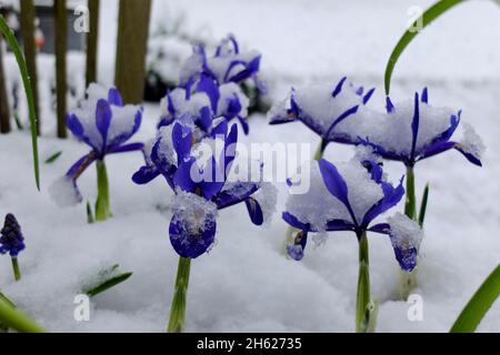iris nain (iris reticulata 'harmonie') dans la neige Banque D'Images