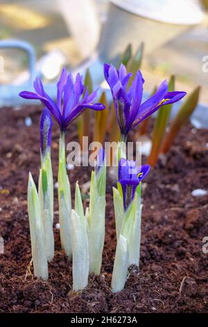 Iris nain (Iris reticulata 'harmonie') Banque D'Images