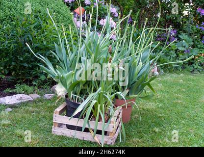 creusez les bulbes de tulipe (tulipa) après les fleurs, mais ne retirez pas les feuilles vertes Banque D'Images