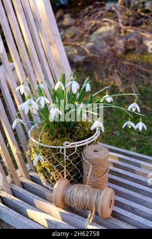 gouttes de neige (galanthus nivalis) dans un panier, avec des bobines de fil Banque D'Images